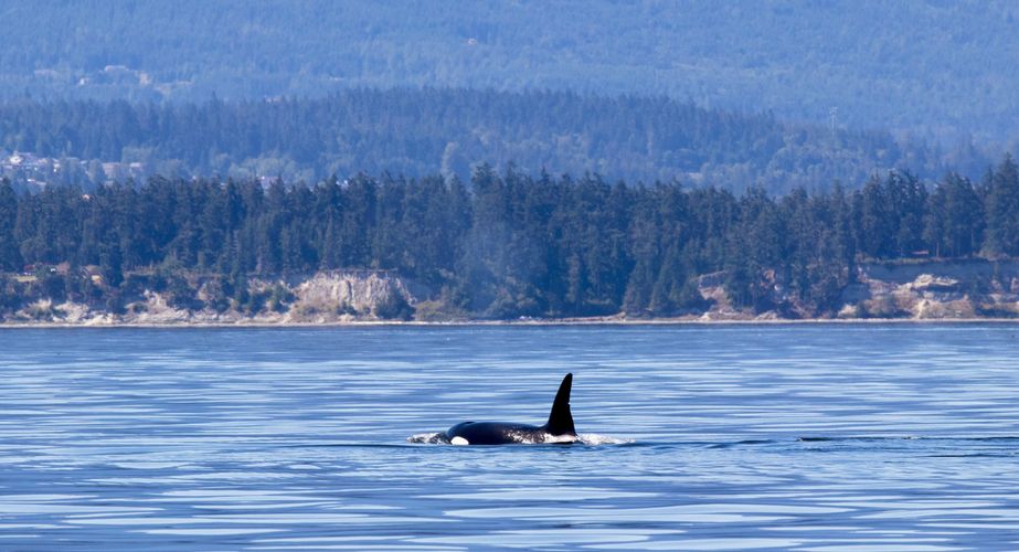 28 38 Canada 136 28 38 Canada 136